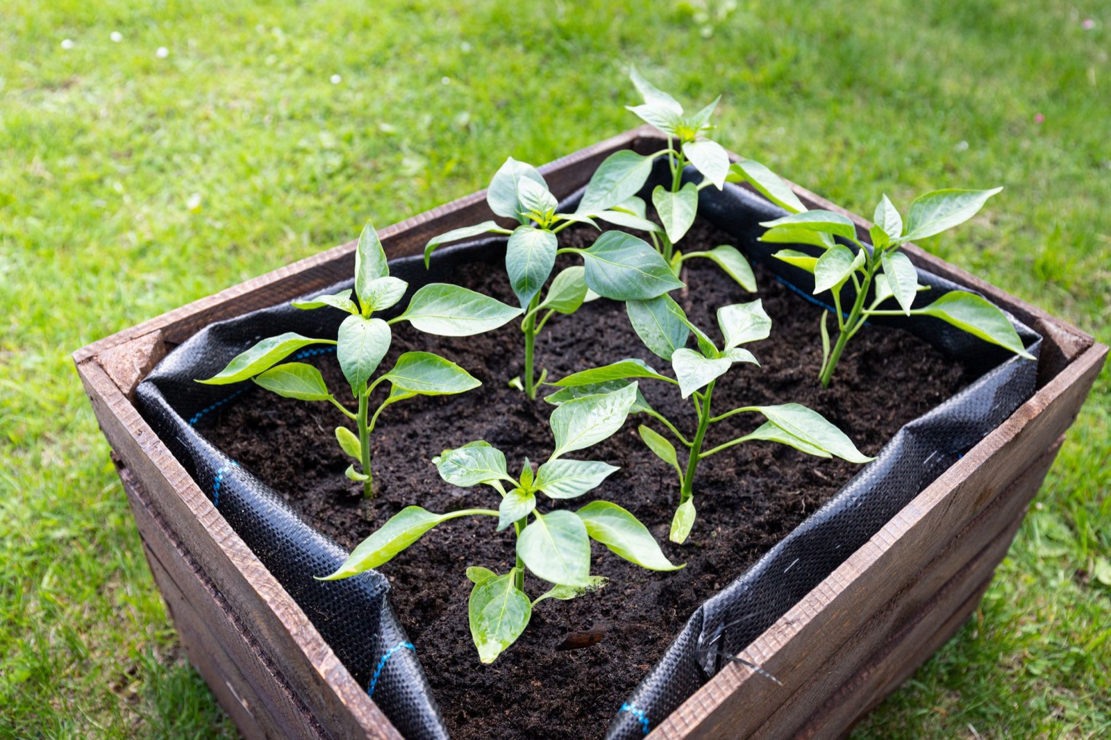 Créer un potager