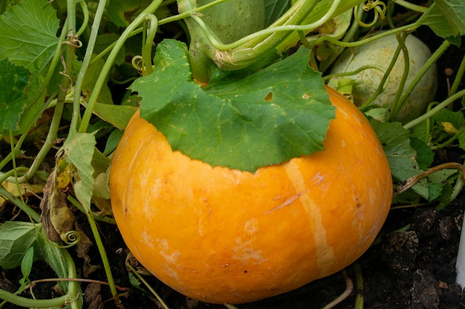 Actu du potager