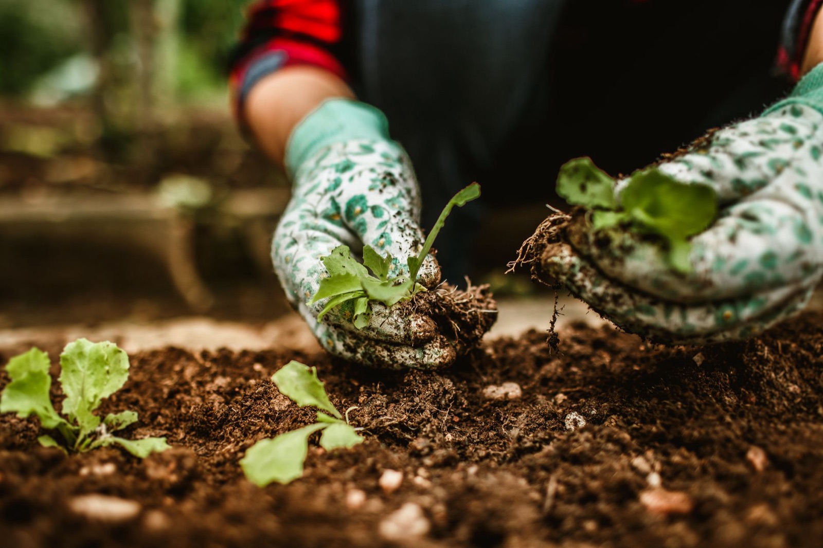 Sol, compost & paillage
