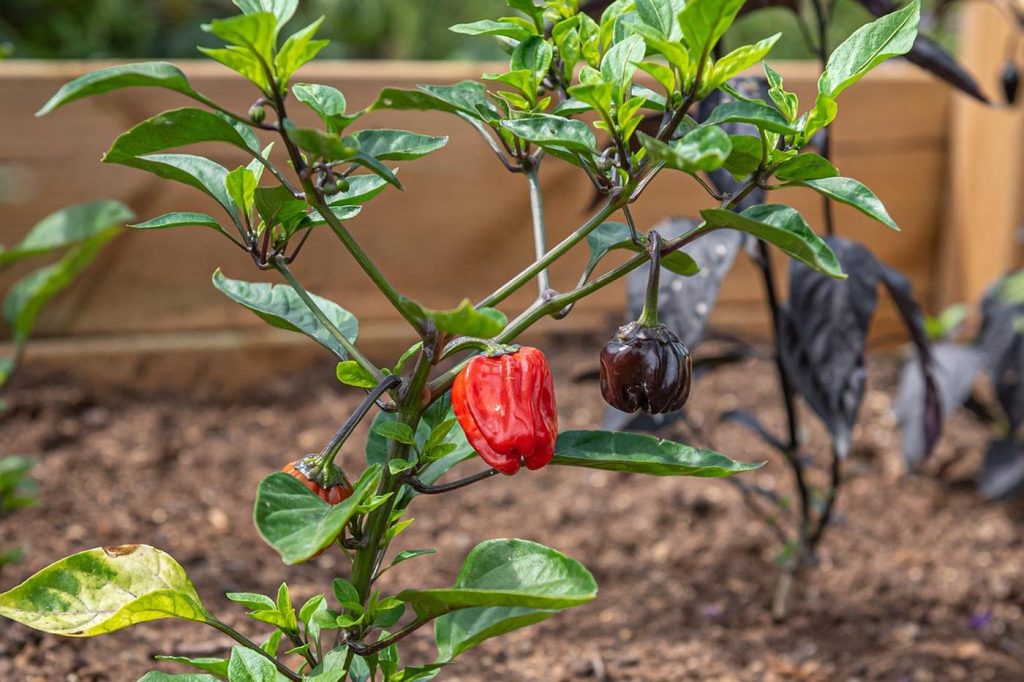 Concevoir un potager en permaculture pour petit terrain