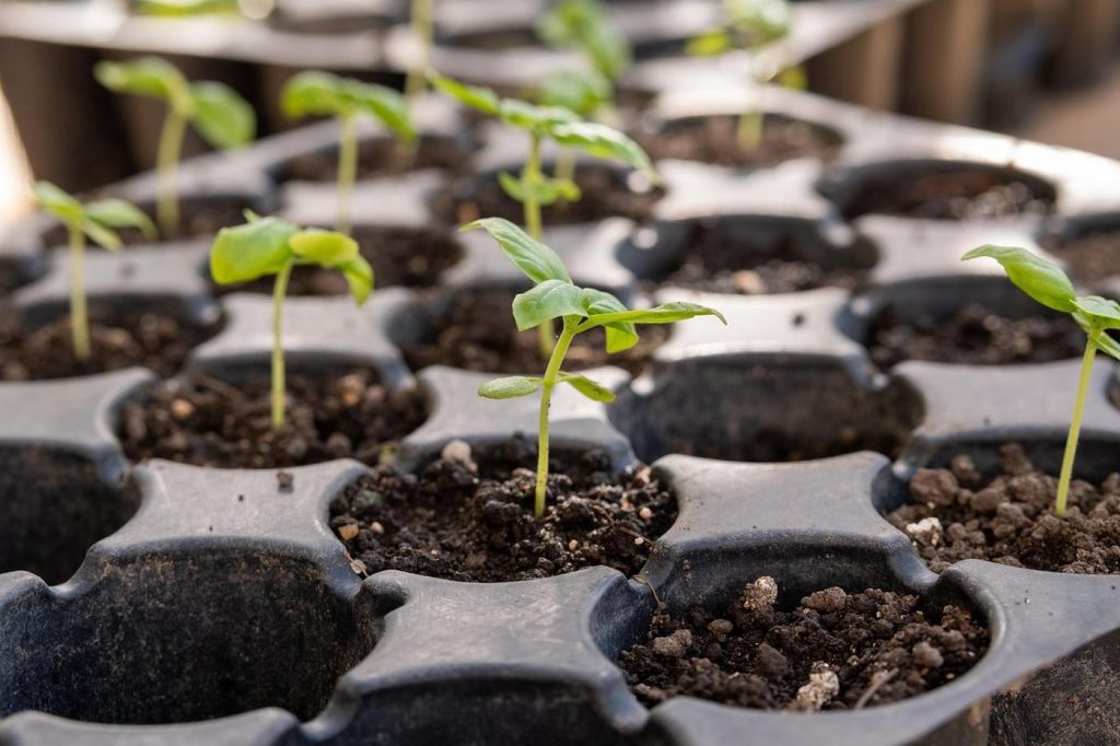 Quels semis réaliser à la fin de l&rsquo;été pour un potager productif cet automne ?