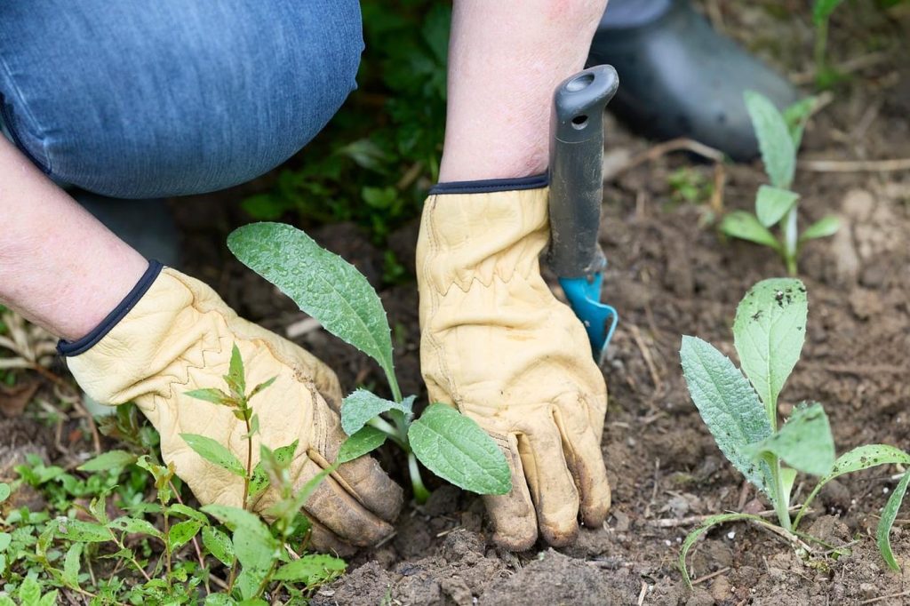Quelles plantations réaliser ce week-end pour récolter cet hiver ?