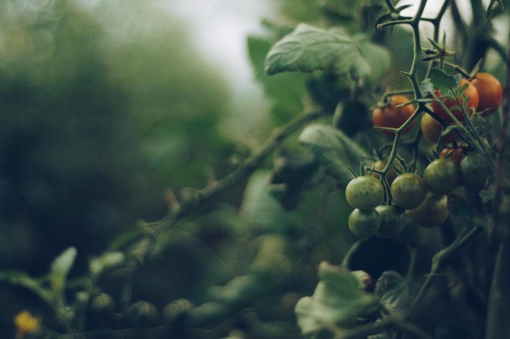 Protéger vos tomates des nuisibles de manière naturelle