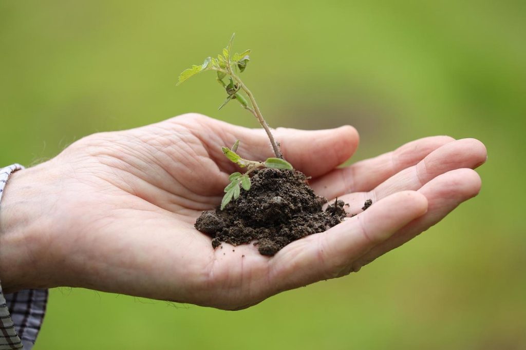 Optimiser vos récoltes au potager grâce aux associations de plantes
