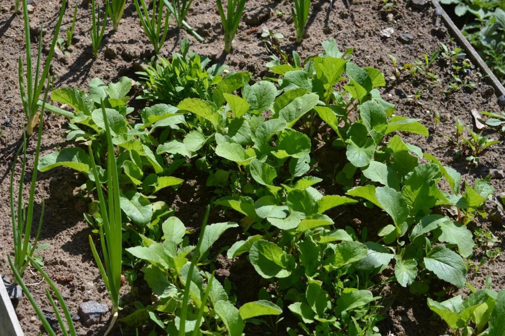 Quels légumes choisir pour réussir facilement son premier potager ?
