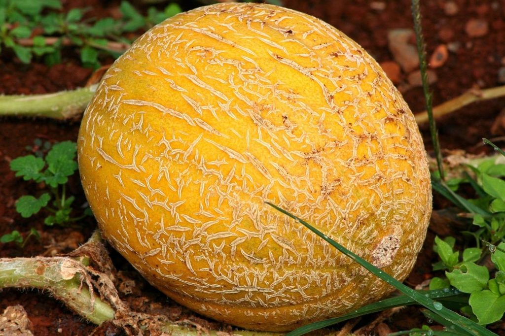 Protéger vos melons des rongeurs au potager