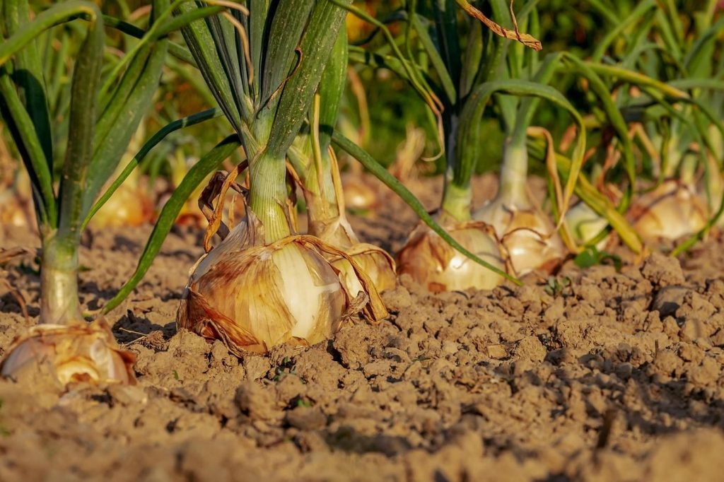 Planifier un potager pour 4 saisons
