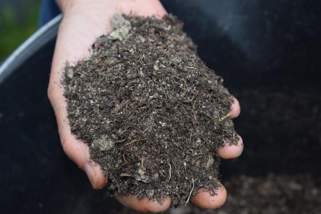 Paillage pour plantes vivaces : pourquoi et comment