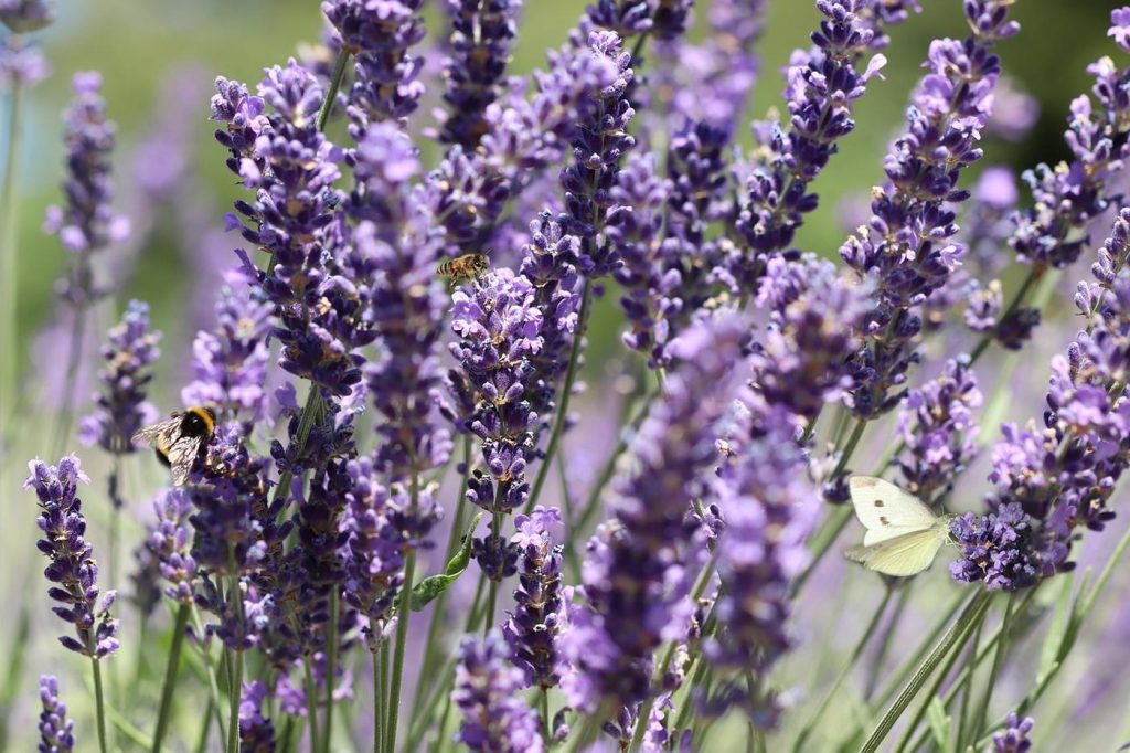 Classement pratique : sept plantes mellifères pour jardin rural
