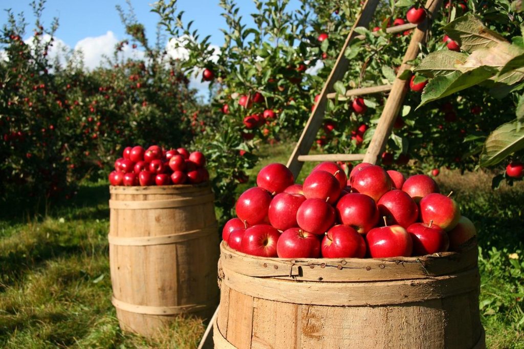 Potager / verger : guide des modèles et principes