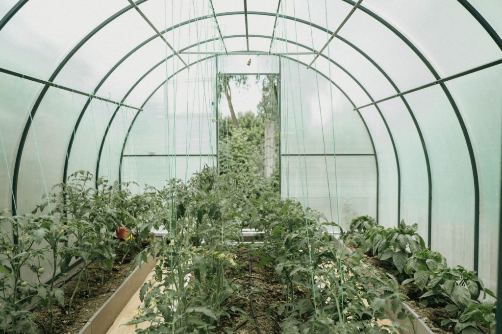 Comparatif polytunnel et serre fixe pour maraîchage