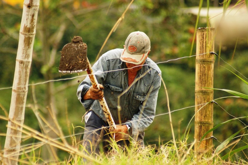 Arbres fruitiers pour petit jardin rural : choisir 1 à 3 arbres