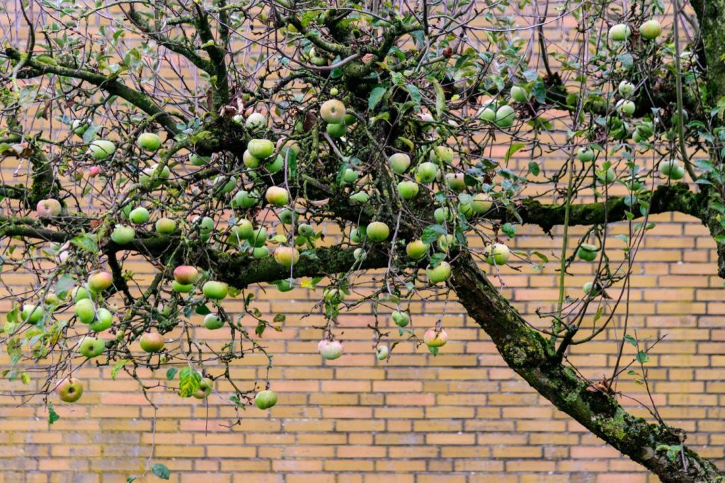 Arbres fruitiers pour petit terrain en climat tempéré