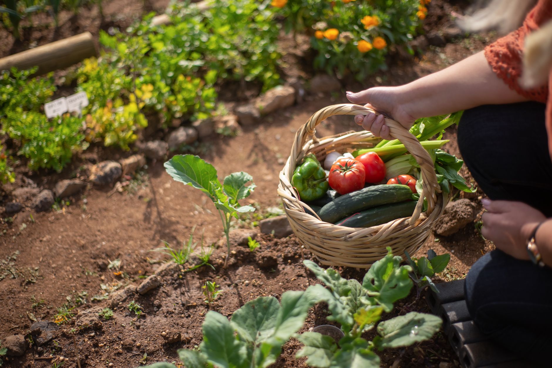 Quels légumes semer en septembre pour un potager d'automne productif ?