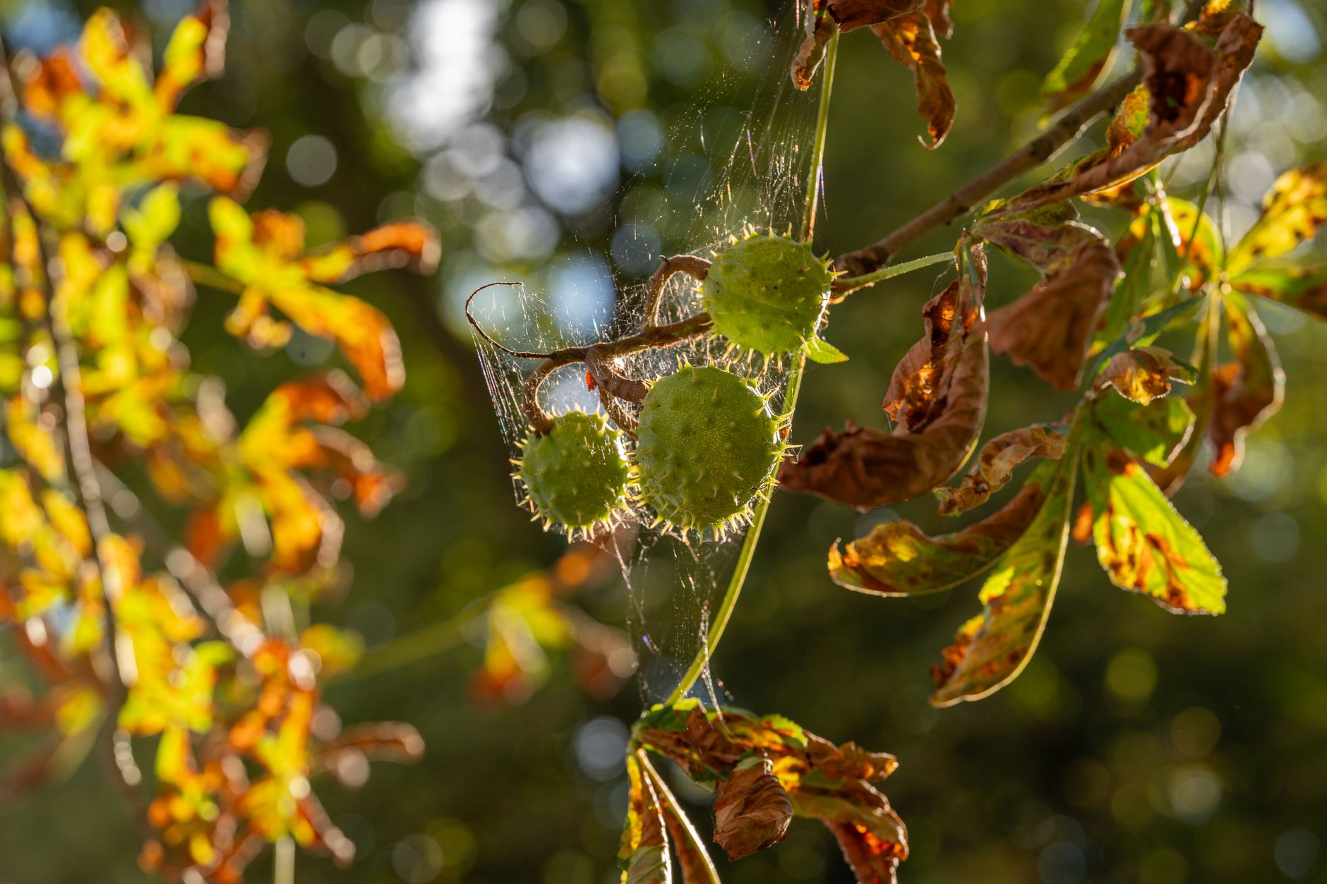 Les légumes à semer en septembre pour un potager d'automne florissant