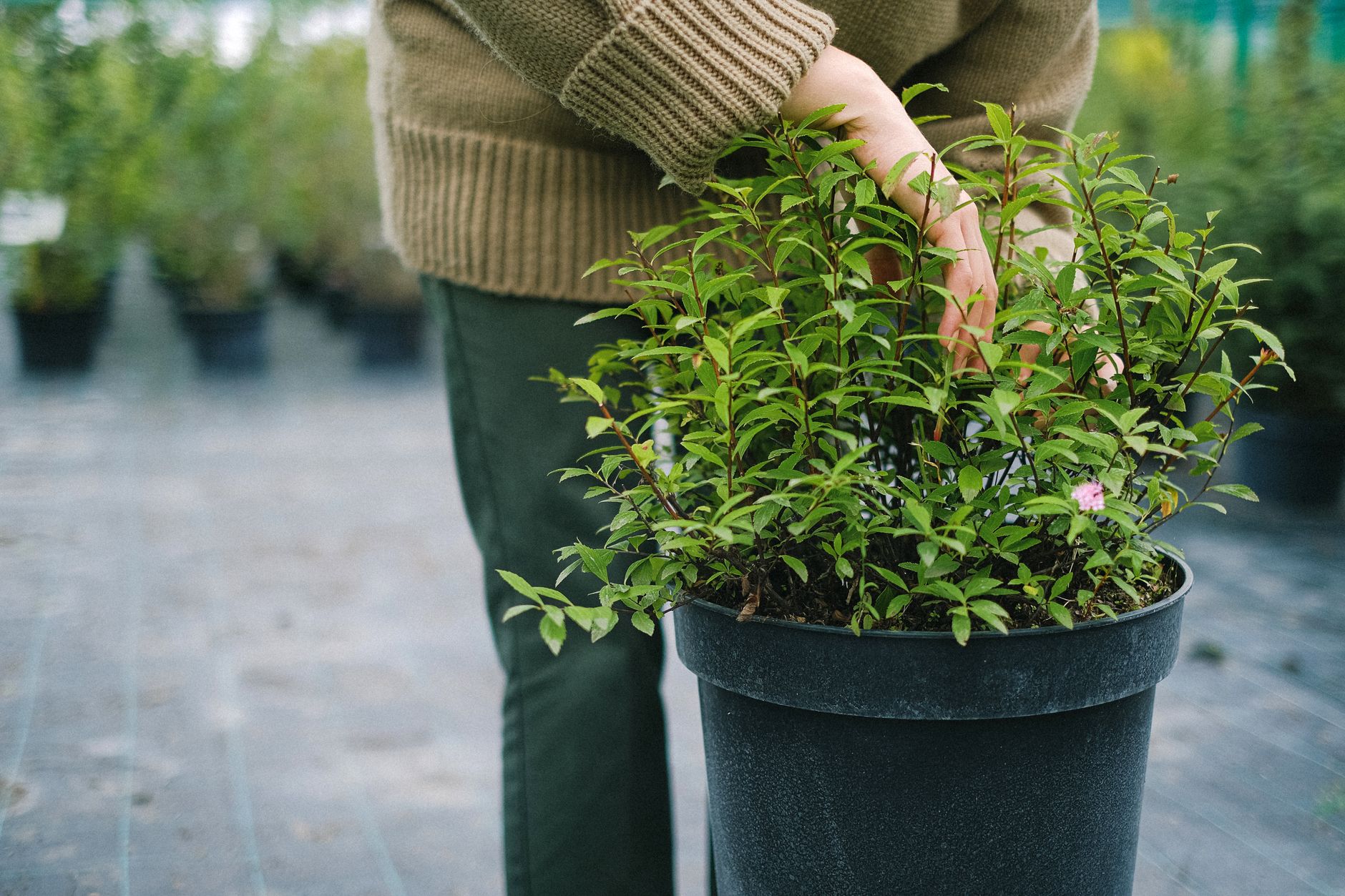 Gérer son potager face à la sécheresse