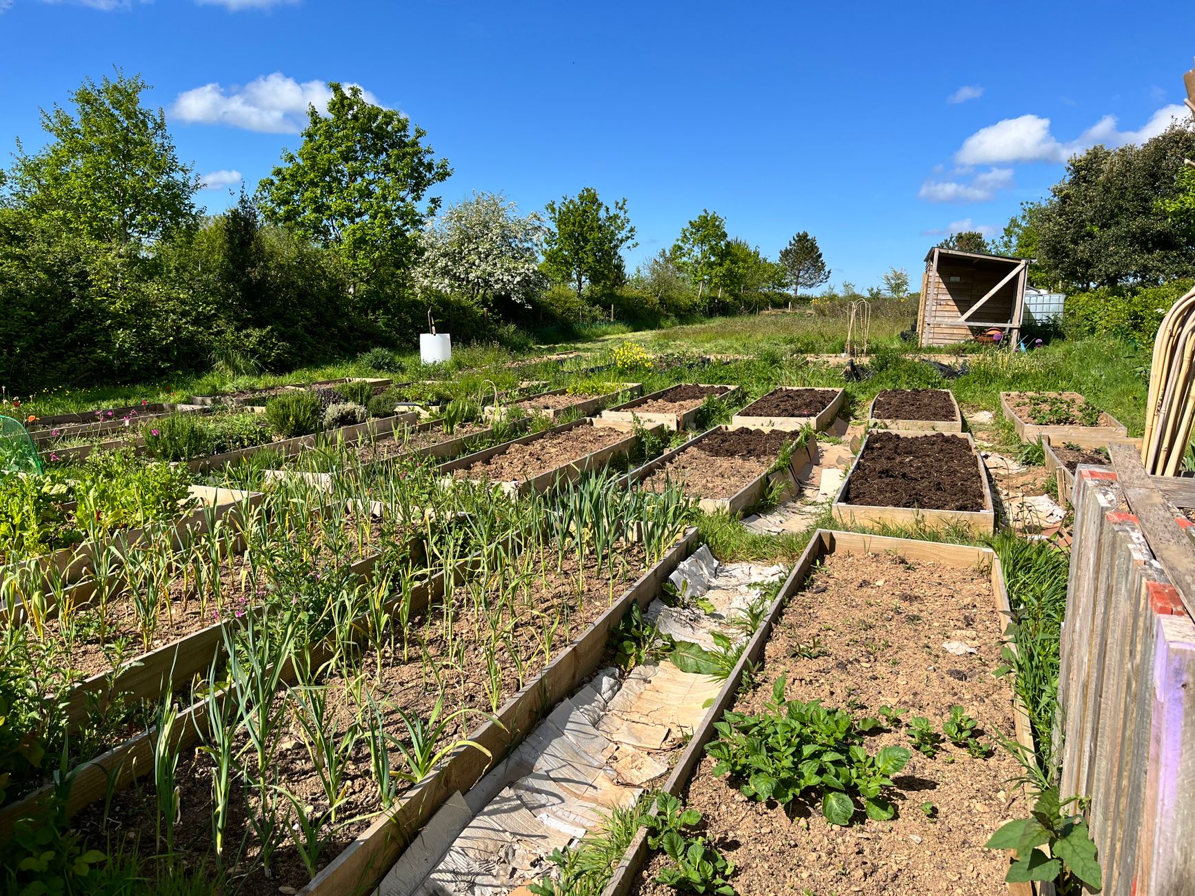 Comment préparer votre potager avant l'hiver pour une récolte abondante