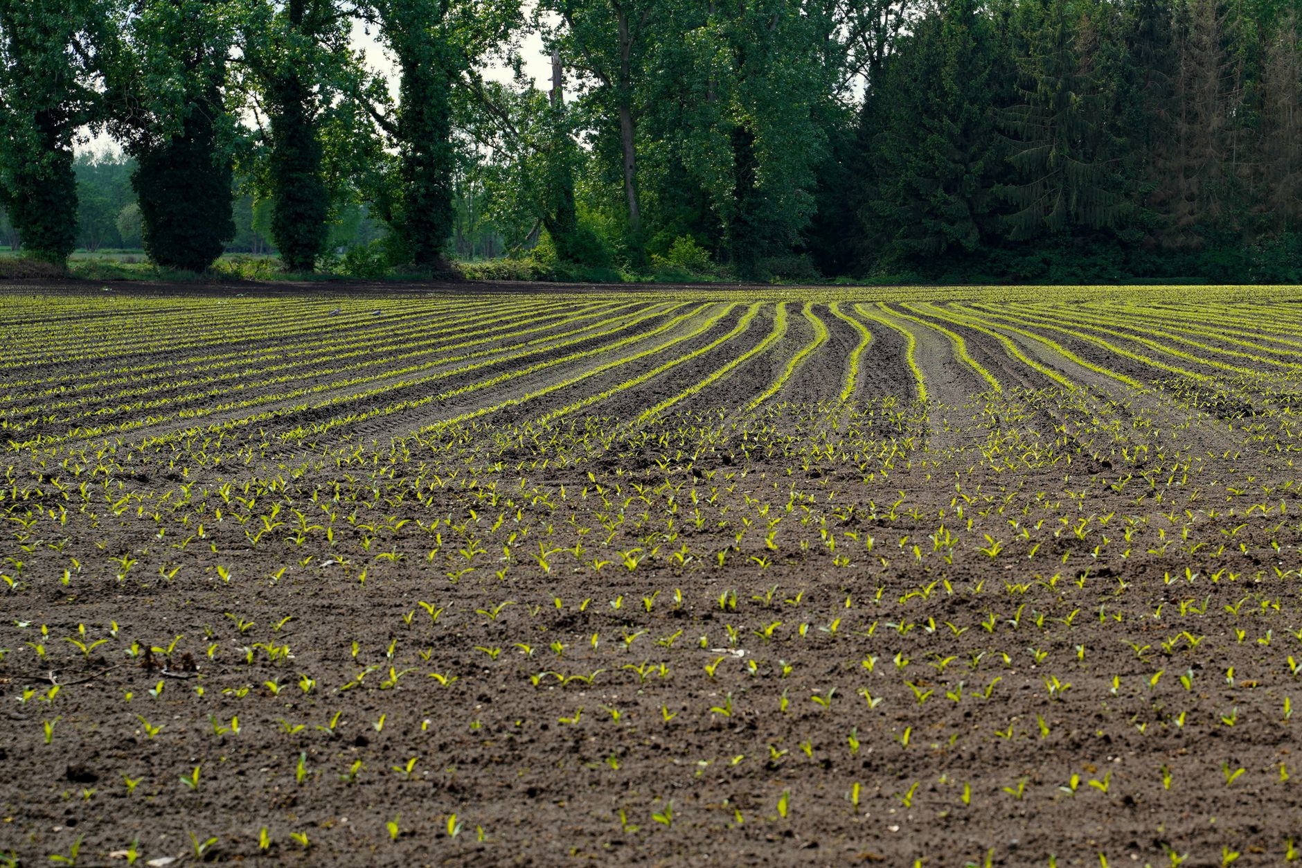 Dès le premier achat, ces erreurs ruinent votre budget potager