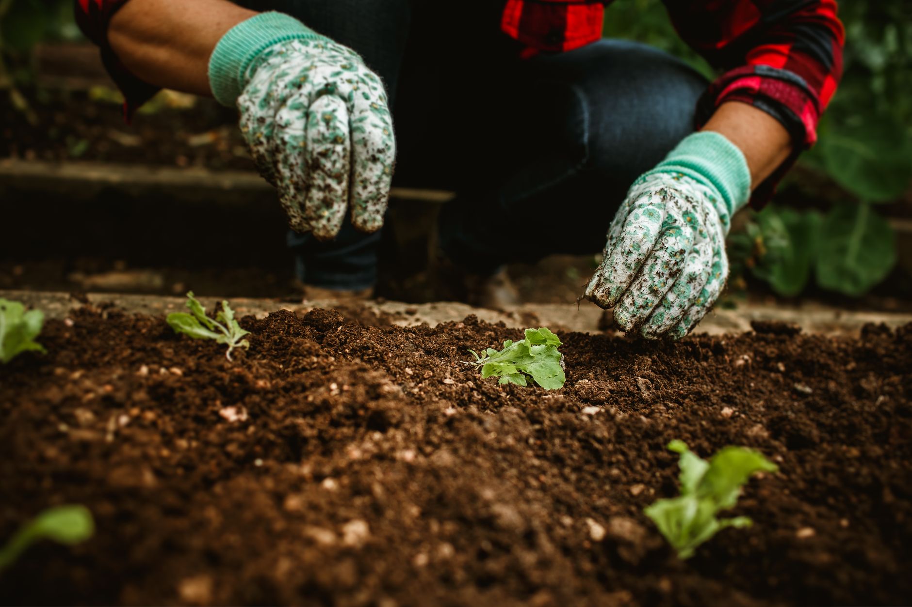 Dès maintenant, les légumes à semer pour un potager précoce au printemps
