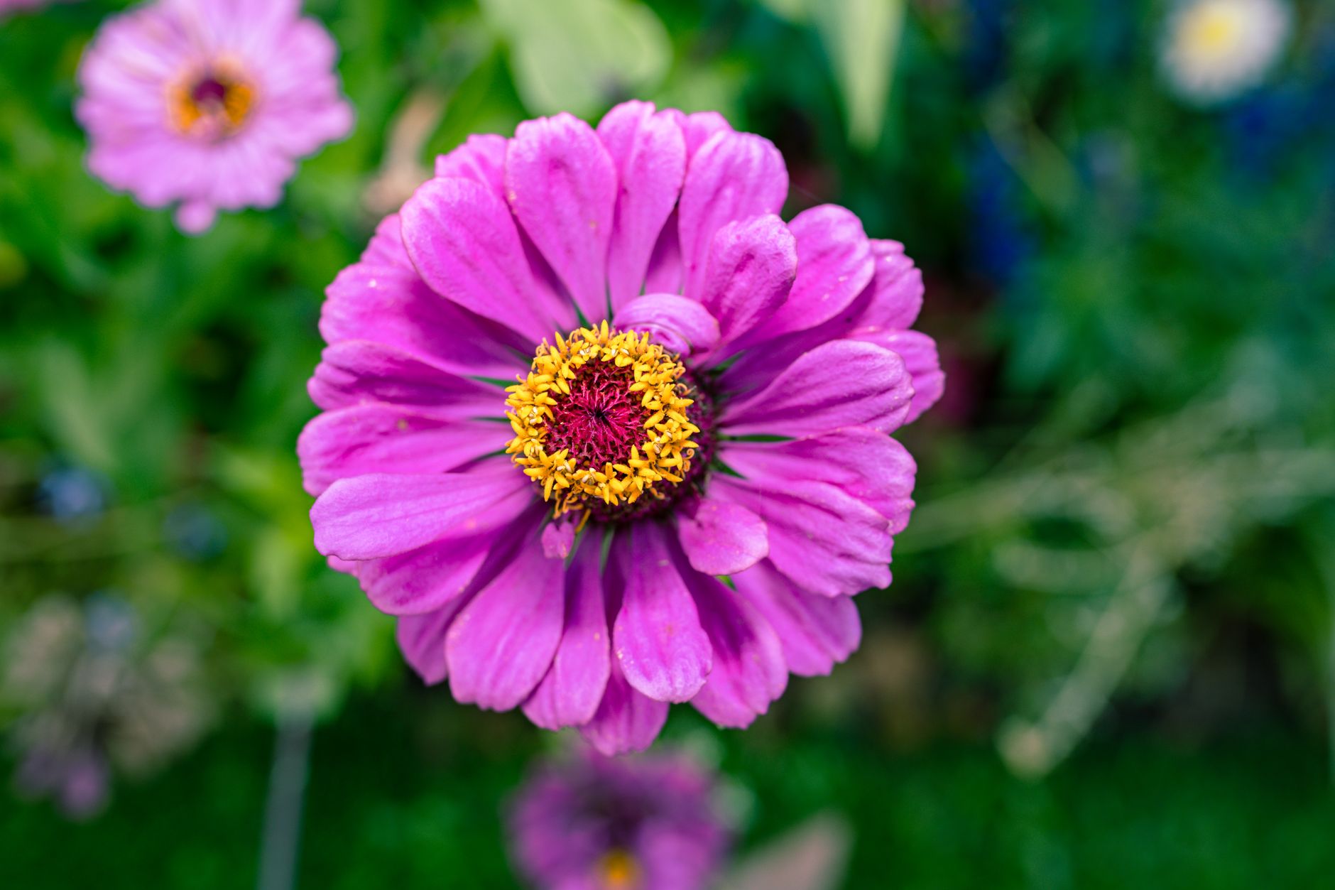Dès maintenant, semez ces fleurs pour transformer vos récoltes au potager