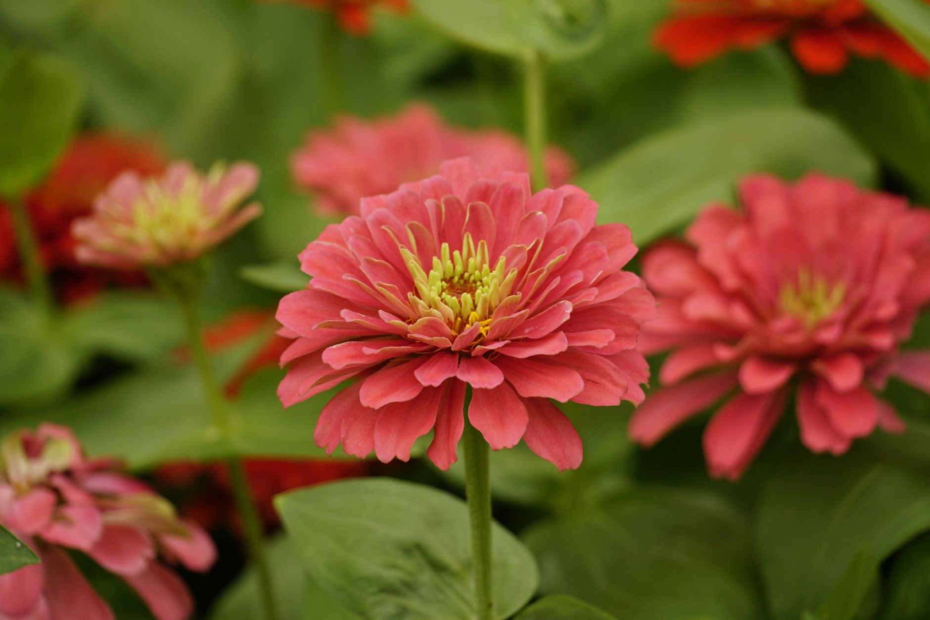 Le zinnia : l'arme secrète pour un jardin éclatant et facile à entretenir