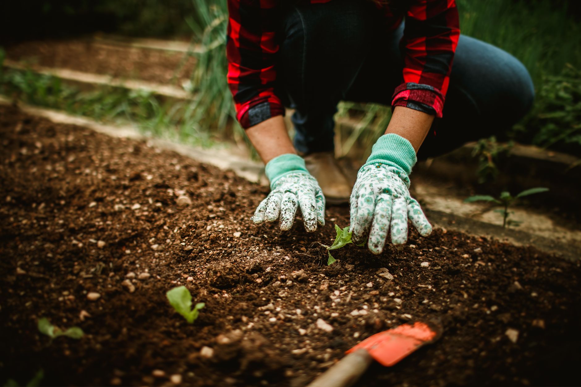 Récoltez des légumes avant Noël : semez maintenant !