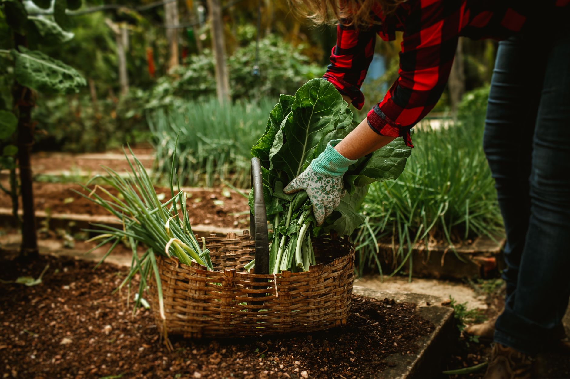 Créer un potager en carré : la méthode pour un jardinage réussi