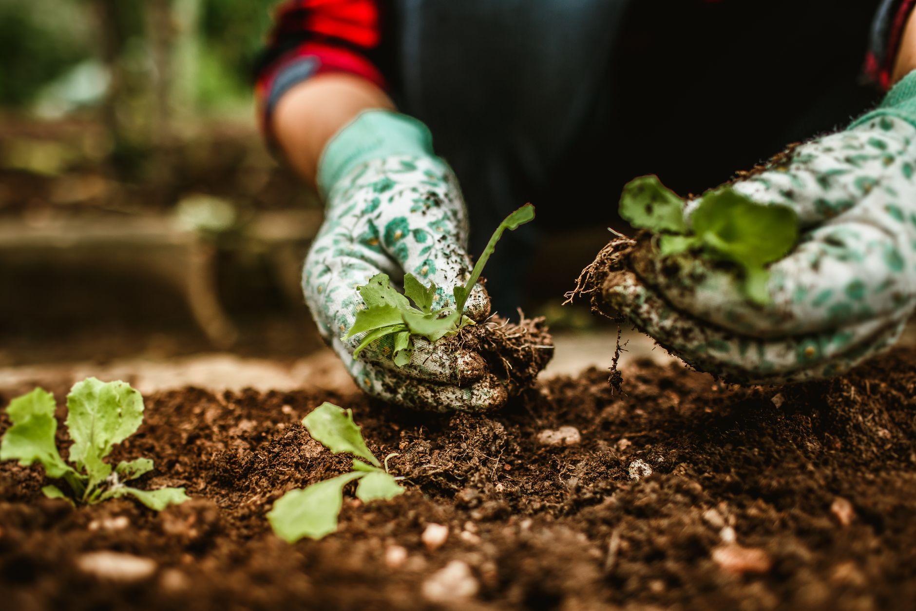 Potager urbain : Les astuces incontournables pour réussir votre jardin en ville