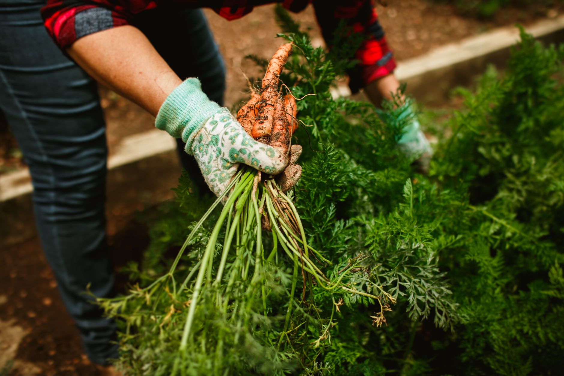 Comment choisir le motoculteur idéal pour un petit jardin ?