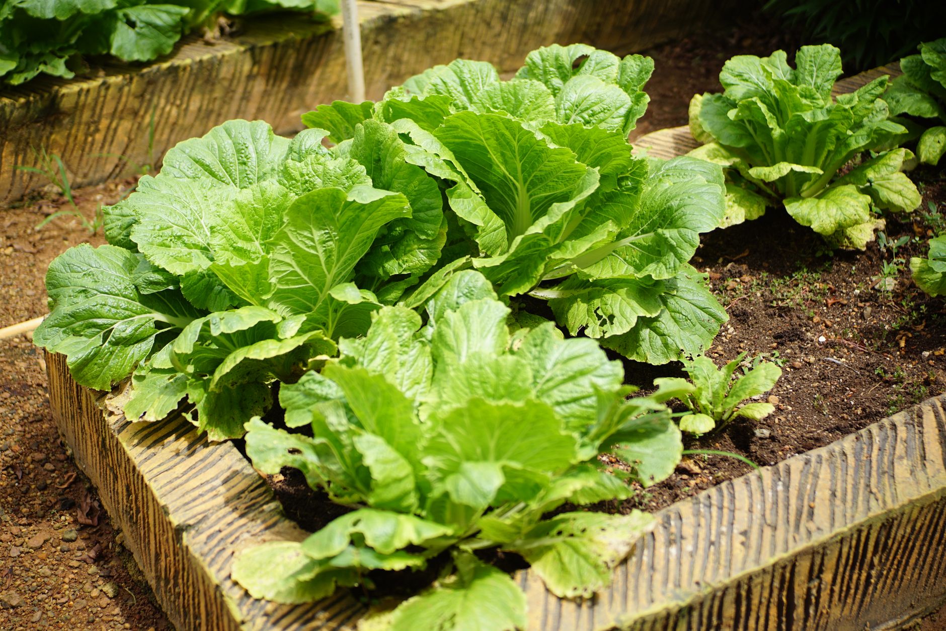 Pourquoi les outils à main sont indispensables pour votre jardin