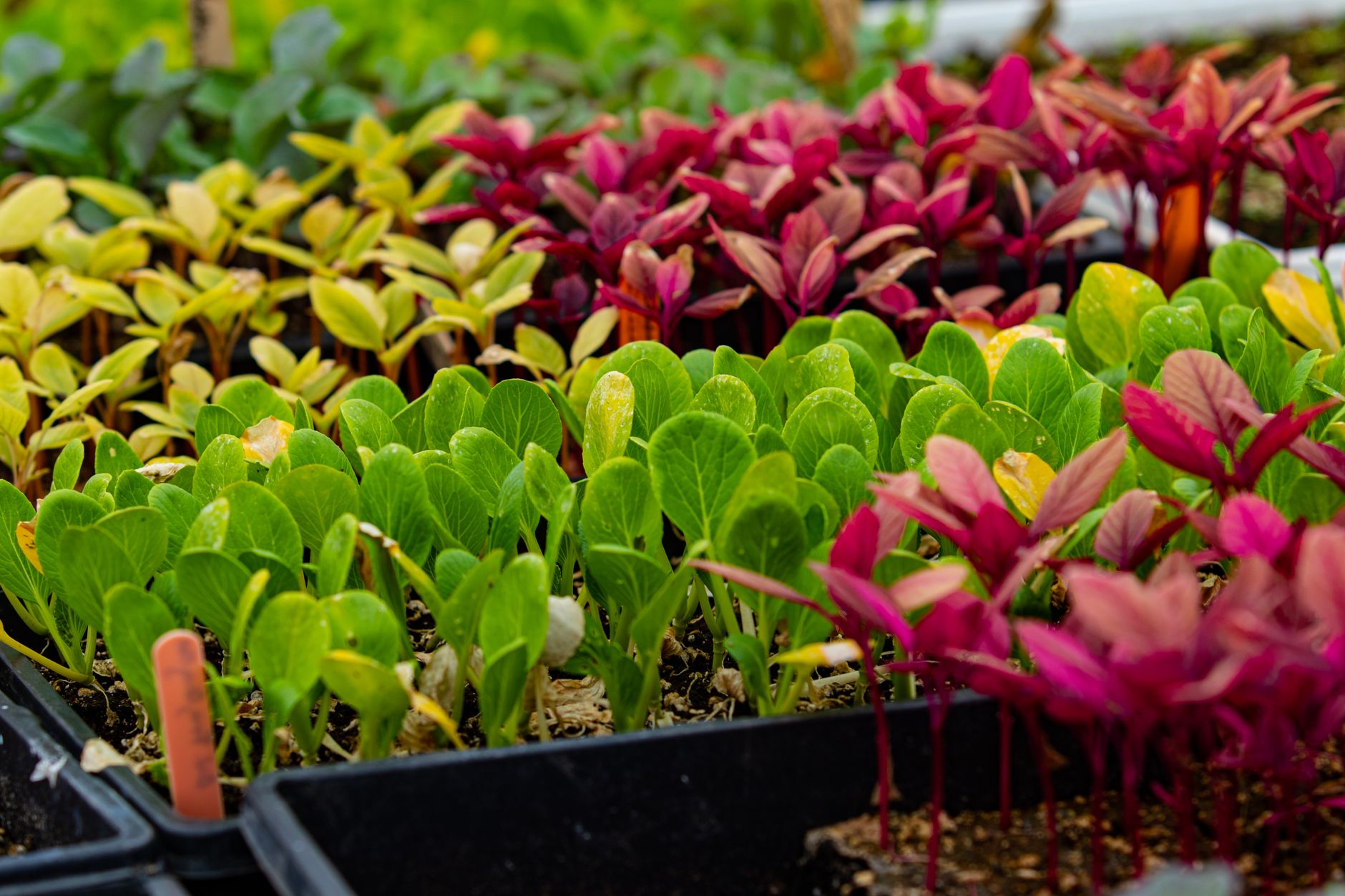 Semis en pleine terre : techniques pour un potager florissant