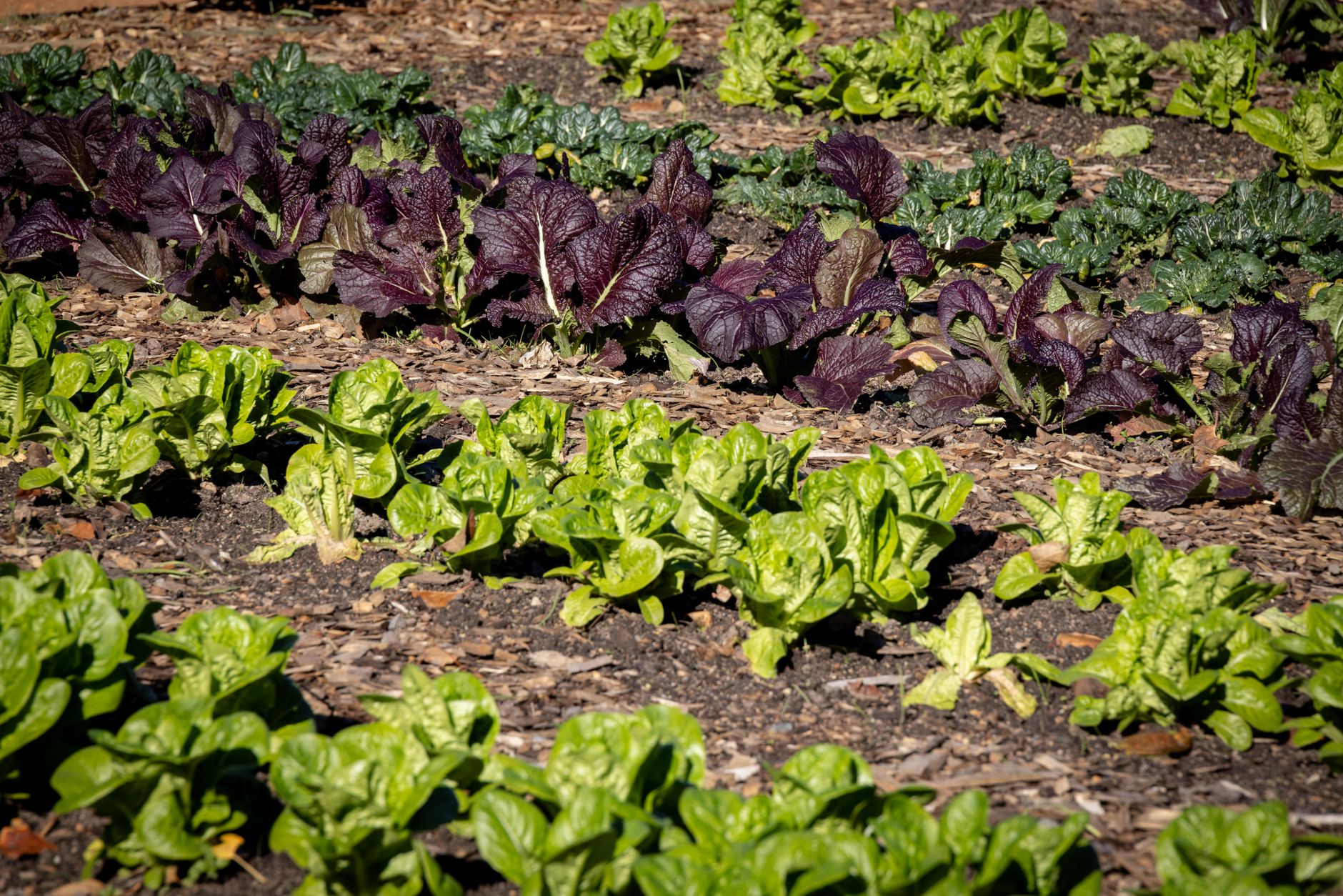 5 astuces pour arroser efficacement votre potager