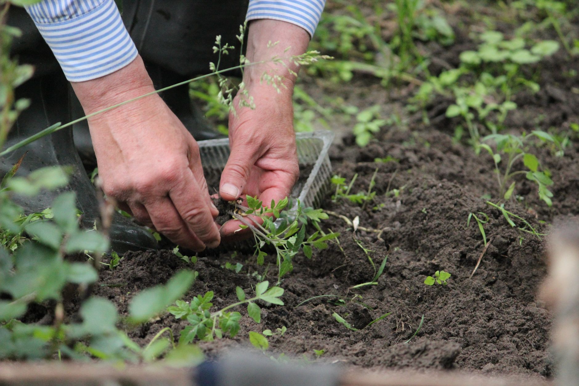 Paillage : la technique qui transforme votre potager !
