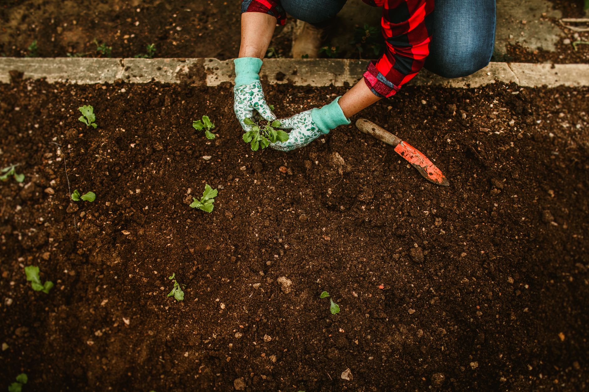 Découvrez les variétés de tomates qui transformeront votre potager