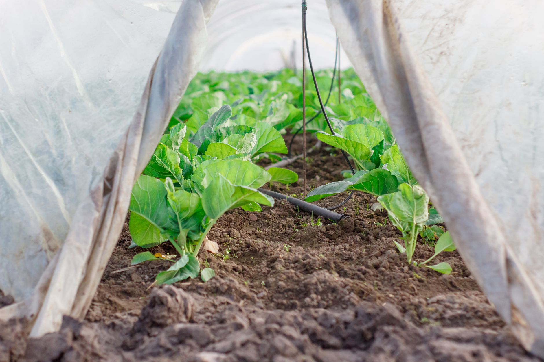Pourquoi choisir des outils de jardinage écologiques pour votre potager ?