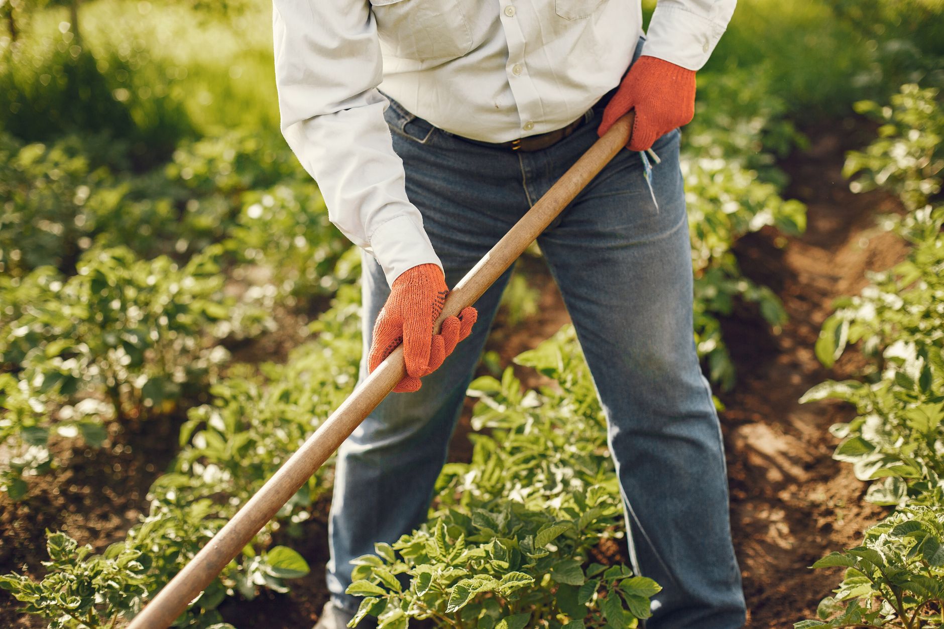 Pourquoi choisir des outils de jardinage écologiques pour votre potager ?