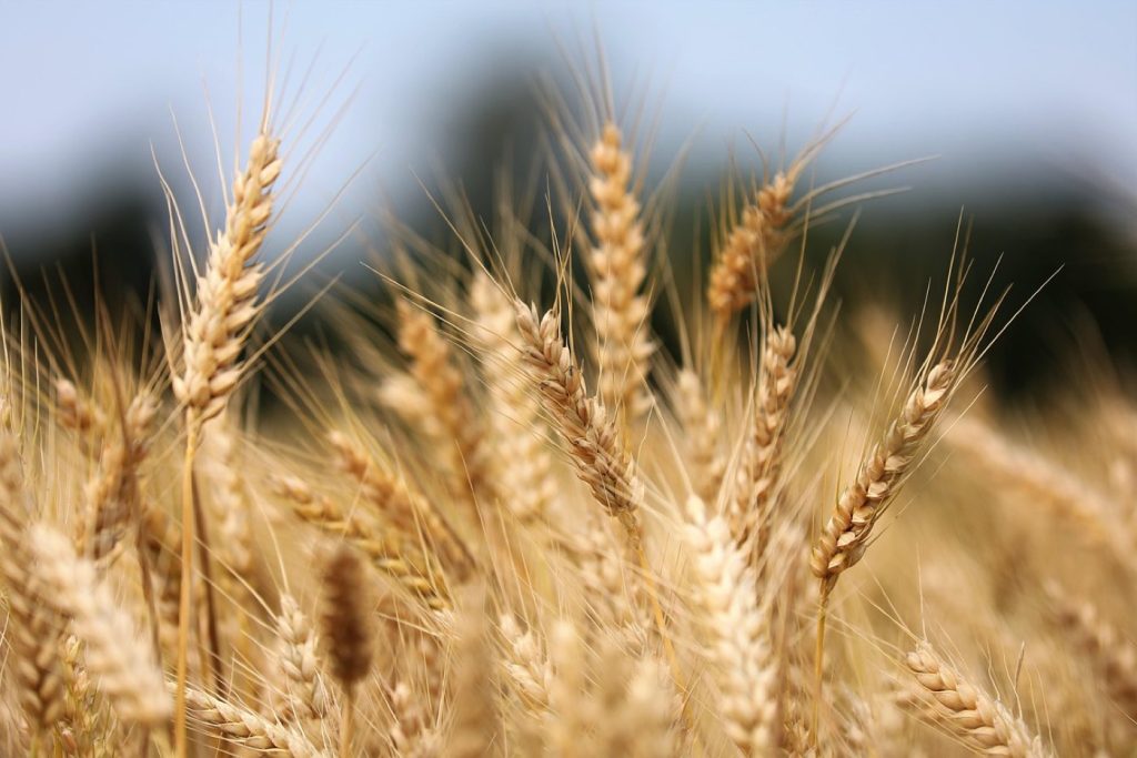 Acheter un terrain agricole : formalités et contraintes