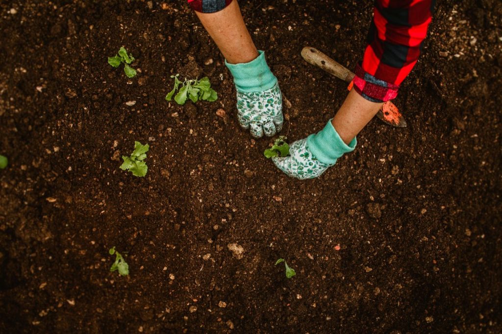 Grelinette ou bêche : quel outil pour le potager