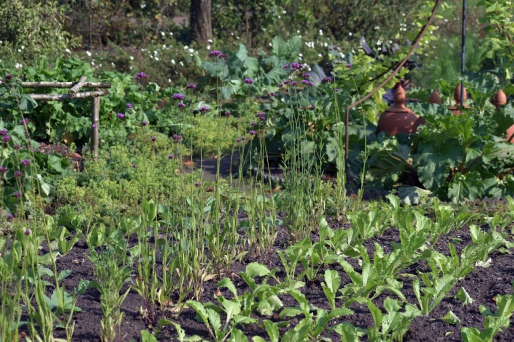Guide lit surélevé en permaculture pour petite exploitation