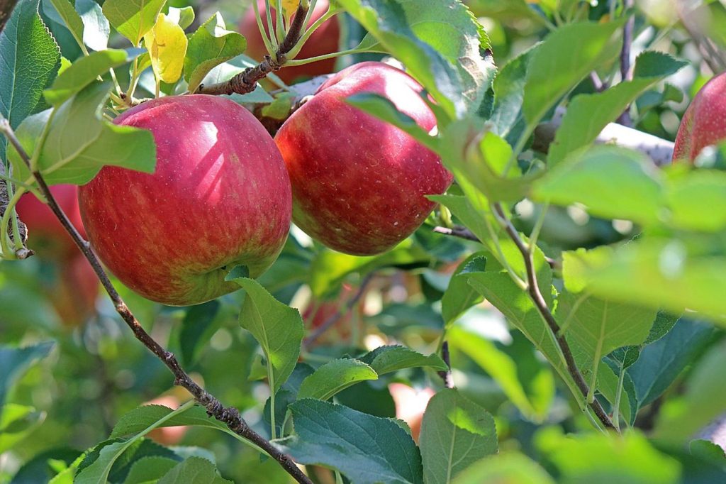 Arbres fruitiers pour petit jardin rural : choisir 1 à 3 arbres
