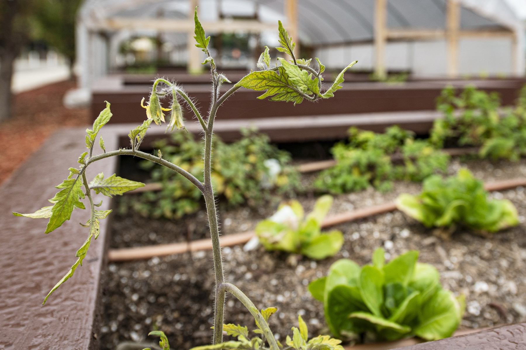 jeune plant de tomate en pleine terre dans un potager en carrés, salades en arrière-plan
