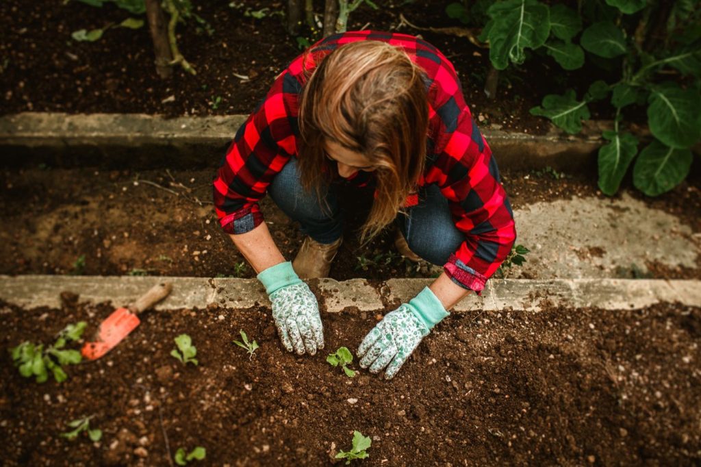 Que planter en octobre au potager