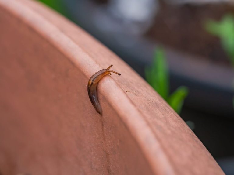 Prévenir les ravages des limaces dans votre jardin en septembre