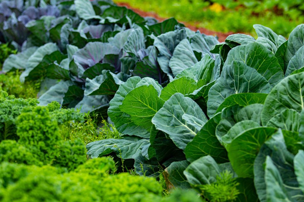 Planifier un potager pour 4 saisons