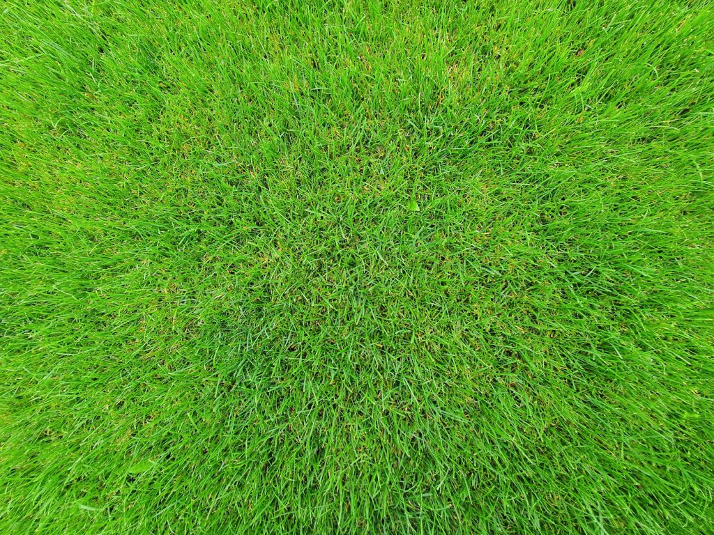 Comment réduire l&rsquo;arrosage de votre pelouse tout en la maintenant en bonne santé ?