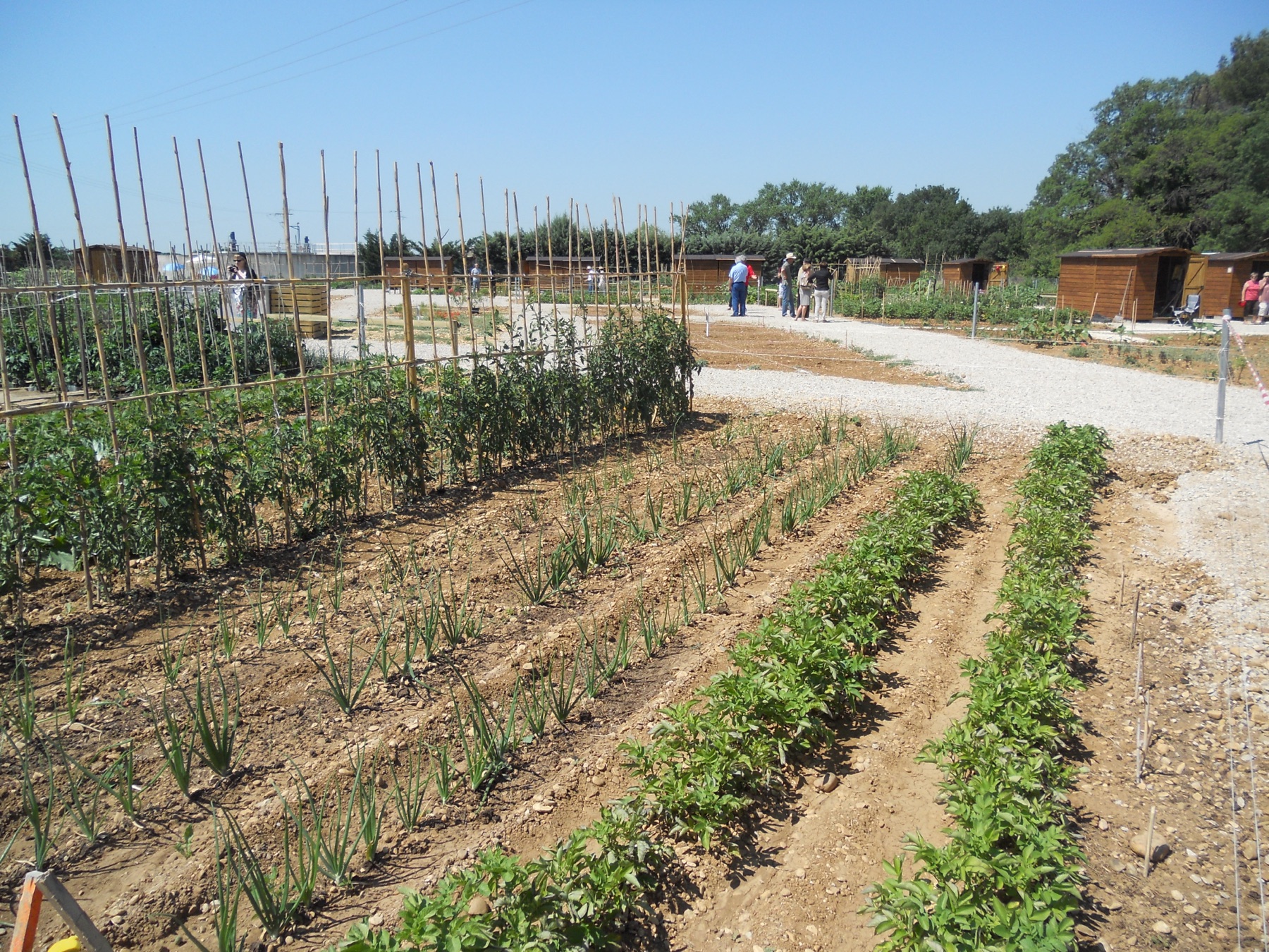 jardins partagés avec plusieurs parcelles cultivées côte à côte, tuteurs et cabanons de rangement pour chaque jardinier