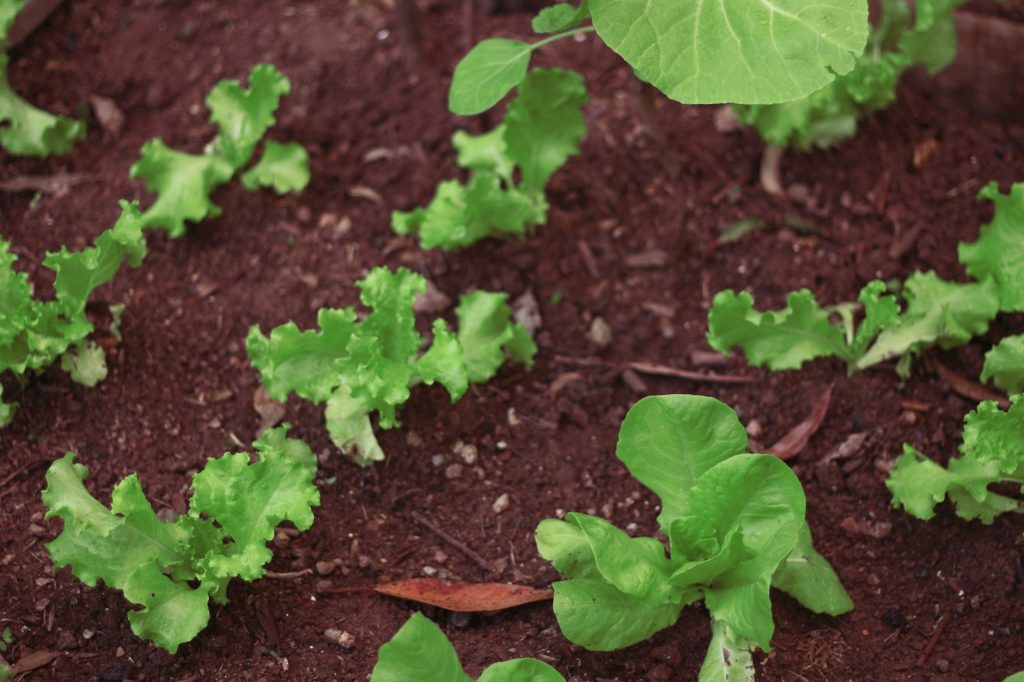 Quel compost choisir pour votre potager ? Évitez les erreurs !