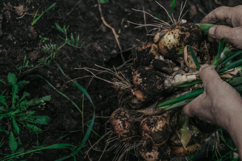 Choisir ses semences de potager : évitez les erreurs fatales