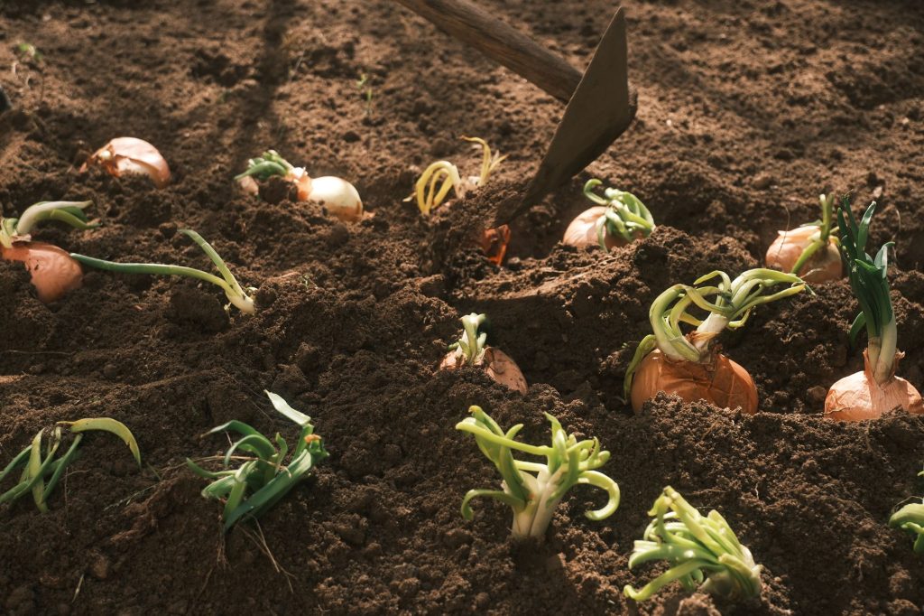 Quels légumes d’été retirer pour sauver votre potager cet automne ?