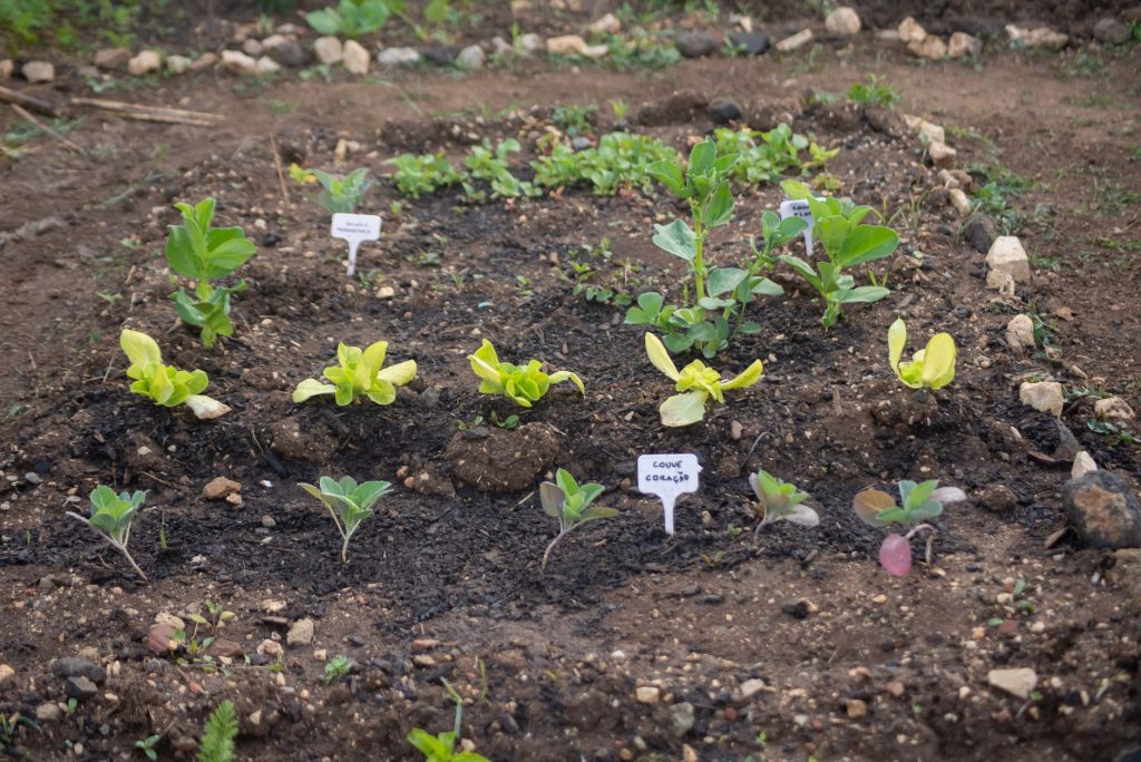 Calendrier des semis : Réussissez votre potager toute l’année !